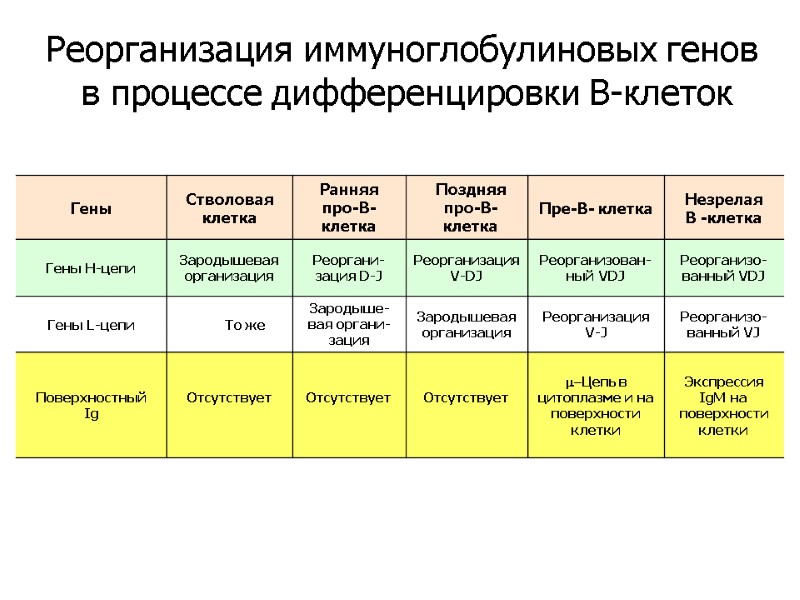 Реорганизация иммуноглобулиновых генов  в процессе дифференцировки В-клеток